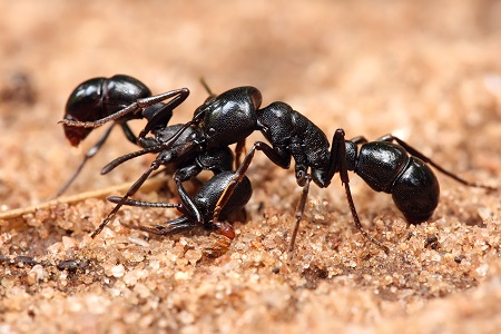 [Ants]