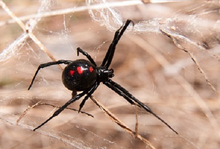 [ Black Widow Spider ]