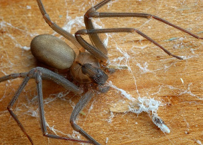 [ Brown Recluse Spider ]