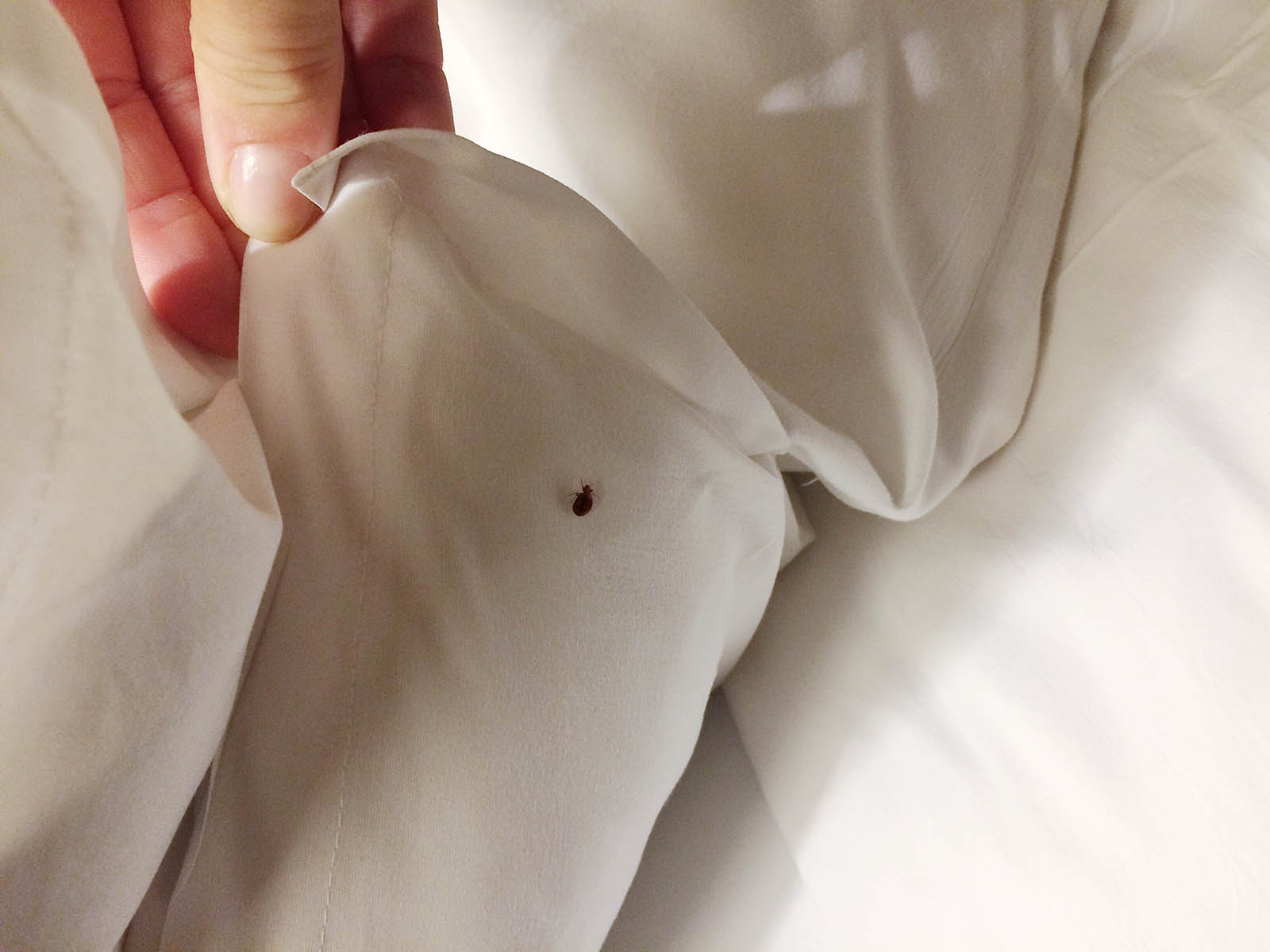 Bed Bugs Spread Disease